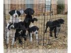 German Shorthaired Pointer PUPPY FOR SALE ADN-755660 - Pedigreed German