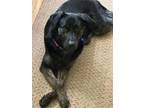 Adopt Serena a Black Labrador Retriever, Shepherd