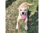 Adopt JADE a Fox Terrier, Yellow Labrador Retriever