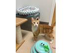 Adopt Ginny - ORANGE GIRL WITH ENERGY FOR DAYS a Domestic Short Hair