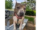 Adopt Lilly (HW+) 08-0750 a American Staffordshire Terrier