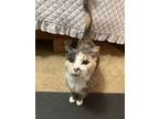 Adopt Chloe a Domestic Short Hair