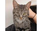 Adopt Geyser a Domestic Short Hair