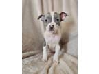 Adopt Agave a Pit Bull Terrier, Mixed Breed