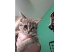 Adopt Ruth a Domestic Short Hair