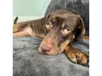 Adopt Akira a Chocolate Labrador Retriever