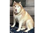 Adopt Lulu Bear a Siberian Husky