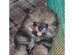 Pomeranian Puppy for sale in Leona, TX, USA