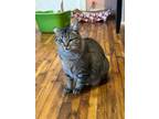 Adopt Sophia a Domestic Short Hair