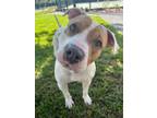 Adopt Camille a Pit Bull Terrier