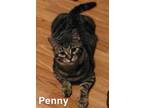 Adopt Penny a Domestic Short Hair