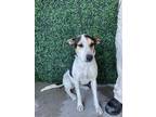 Adopt Lea a Australian Cattle Dog / Blue Heeler, Mixed Breed