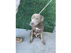 Adopt Linda* a Pit Bull Terrier, Mixed Breed