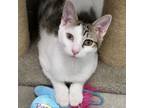 Adopt Johanna a Domestic Short Hair