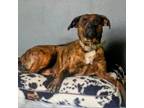 Adopt Norma a Plott Hound