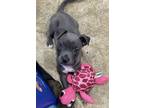 Adopt Marge a Mixed Breed