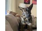 Adopt Belonia a Dutch Shepherd