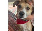 Adopt Boots a Boxer, Black Mouth Cur