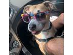 Adopt Maybel a American Staffordshire Terrier