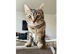 Adopt Millie a Tabby, Abyssinian