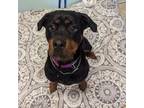 Adopt Tootsie Roll a Rottweiler