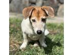 Adopt Gracie a Jack Russell Terrier