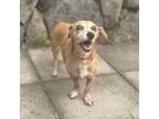 Adopt Maya a Dachshund