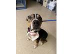 Adopt Callisto a Mixed Breed