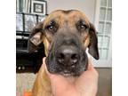 Adopt Liza a Black Mouth Cur, Rhodesian Ridgeback