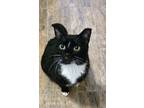 Adopt Maeve a Tuxedo, Domestic Short Hair