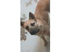 Adopt Ruby a Australian Cattle Dog / Blue Heeler