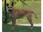 Adopt Skye a German Shepherd Dog, Golden Retriever
