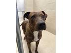 Adopt Cleo a American Staffordshire Terrier