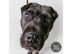 Adopt Shiva a Shar-Pei, Mixed Breed