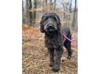 Adopt Hope - Transport a Labradoodle