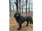 Adopt Morgan - Transport a Labradoodle