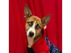 Adopt Monkey Puzzle a Basenji, American Staffordshire Terrier