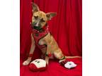 Adopt Red Bopple a Basenji, American Staffordshire Terrier
