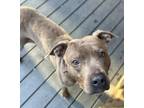 Adopt Star a Pit Bull Terrier, American Staffordshire Terrier