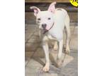 Adopt Ro a Pit Bull Terrier, Staffordshire Bull Terrier