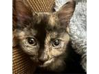 Adopt Chicken a Domestic Medium Hair, Domestic Short Hair