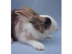 Adopt COLBY a Bunny Rabbit