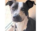 Adopt Ace a American Staffordshire Terrier, Mixed Breed