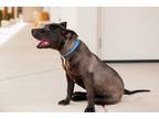 Adopt Jonesy a Pit Bull Terrier, Mixed Breed