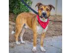 Adopt Louis a American Staffordshire Terrier, German Shepherd Dog