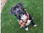Adopt OBSIDIAN a Pit Bull Terrier