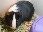 Adopt WILBUR a Guinea Pig