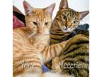 Adopt Meechie & Yokie a Tiger, Domestic Short Hair