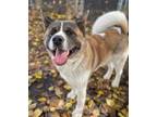 Adopt Tobi a Akita