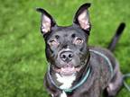 Adopt PONGO a Pit Bull Terrier